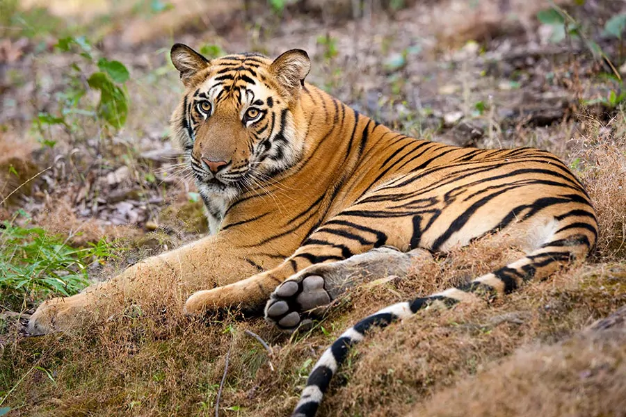 Tygrys bengalski leżący na trawie w parku narodowym Bandhavgarh w Indiach w trakcie safari.