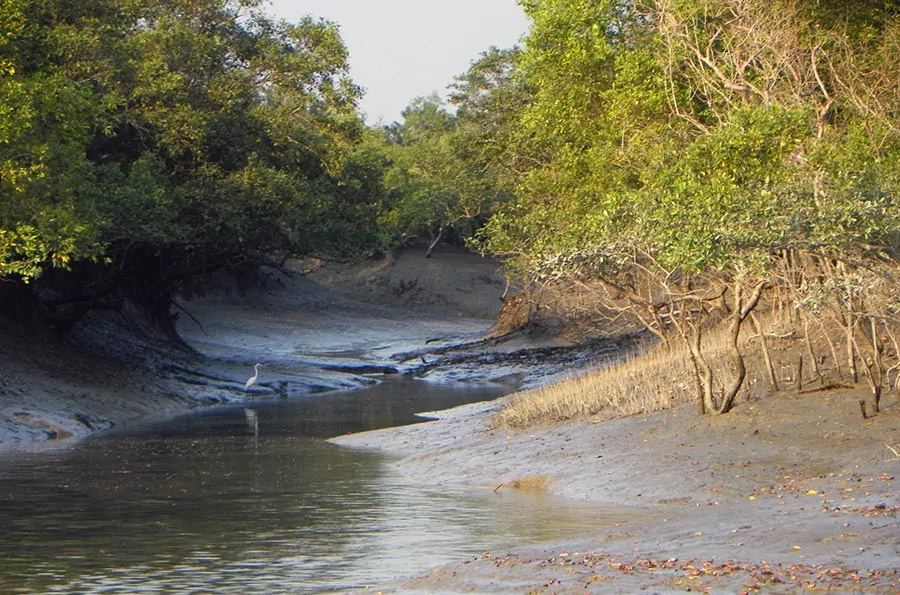 Krajobraz parku narodowego Sundarbanów w Indiach, z mangrowymi lasami, rzekami i strumieniami.
