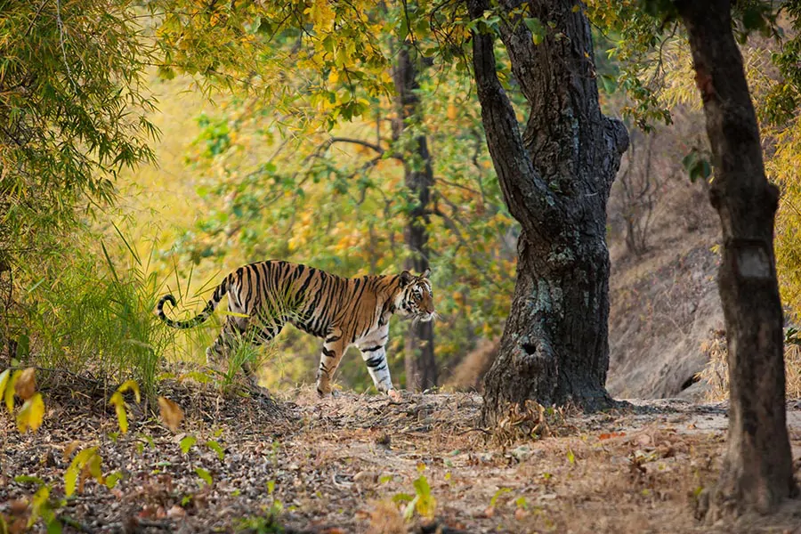 Tygrys bengalski spacerujący wzdłuż leśnej ścieżki w indyjskim parku narodowym.