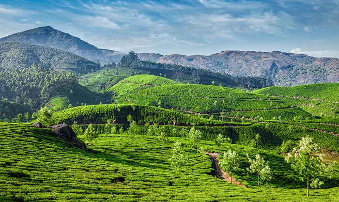 Zielone wzgórza plantacji herbaty w Munnar, Kerala, położone w Ghatach Zachodnich w Indiach.