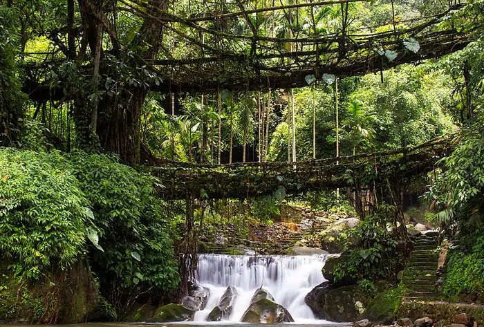 Żywy most korzeniowy w stanie Meghalaya, Indie, rozciągający się nad małym strumieniem, otoczony gęstą roślinnością.